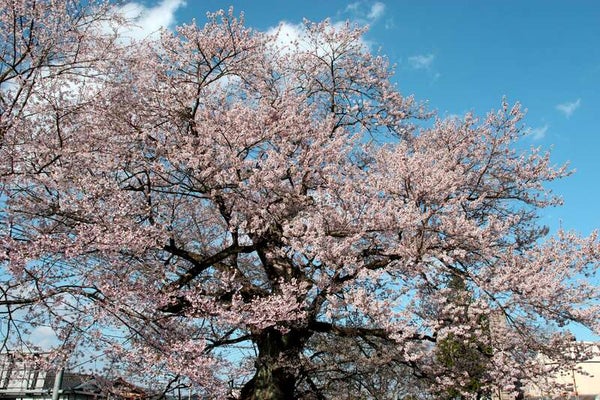 【岡山・倉敷発】 芸備線ローカル列車と庄原の3つの桜めぐりと庄原さくら温泉で過ごす休日 日帰り3